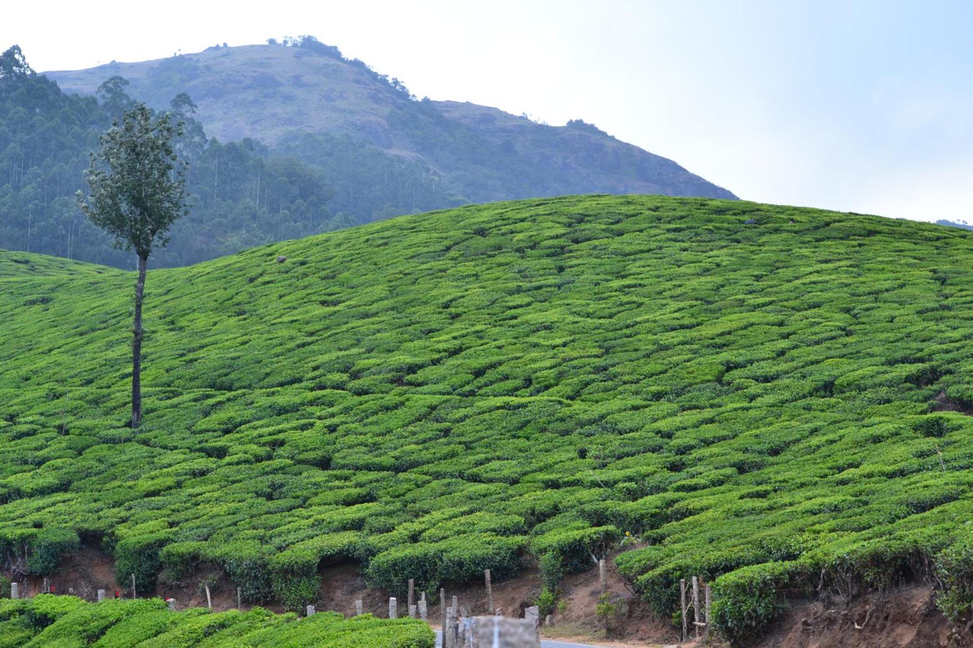 Arabian Nights Munnar Villa ภายนอก รูปภาพ